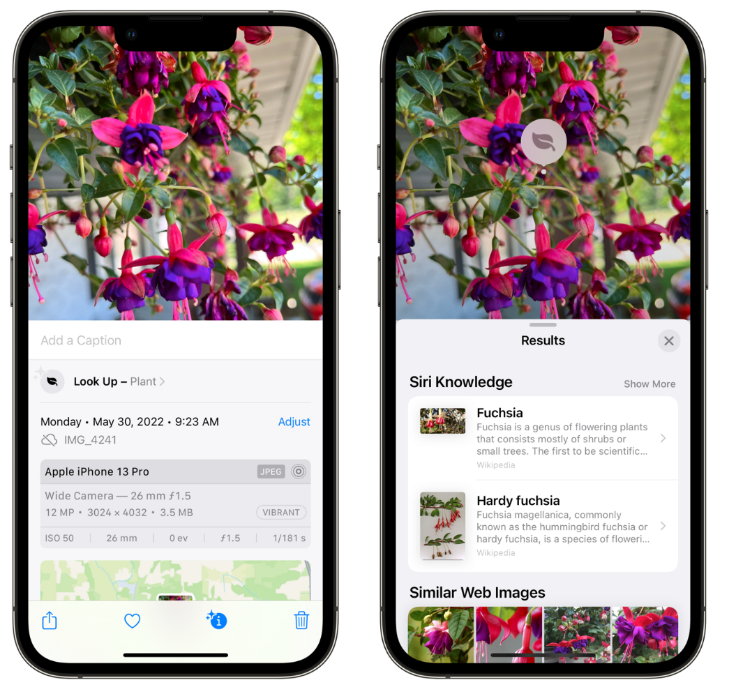 盐边苹果手机维修分享小技巧：使用 iPhone 相机识别花卉植物 